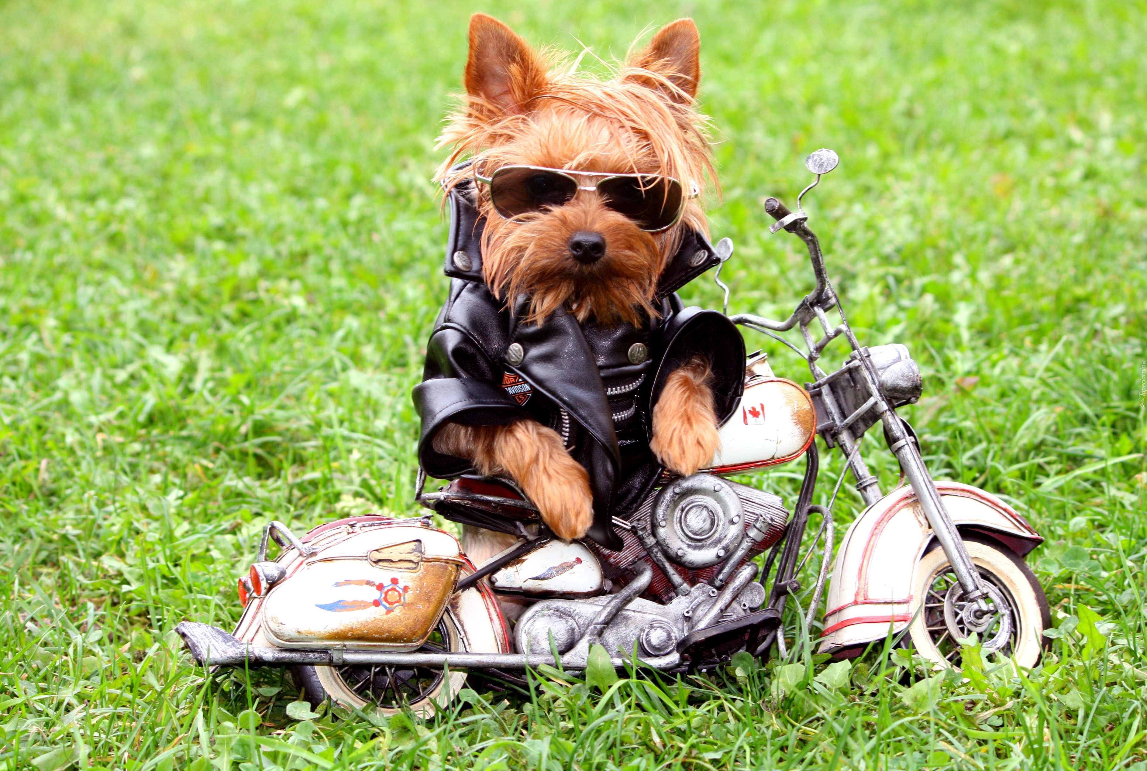 121722_motocyklista_pies_okulary_motor_s