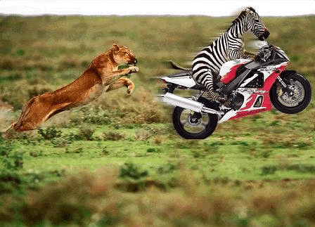 zebra%20lion.jpg