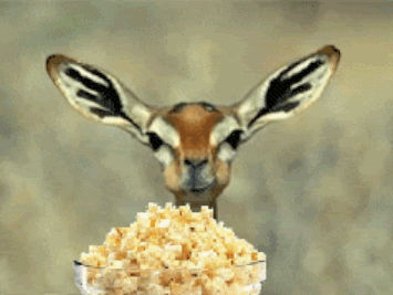 96420-Antelope-Eating-Popcorn.gif?1