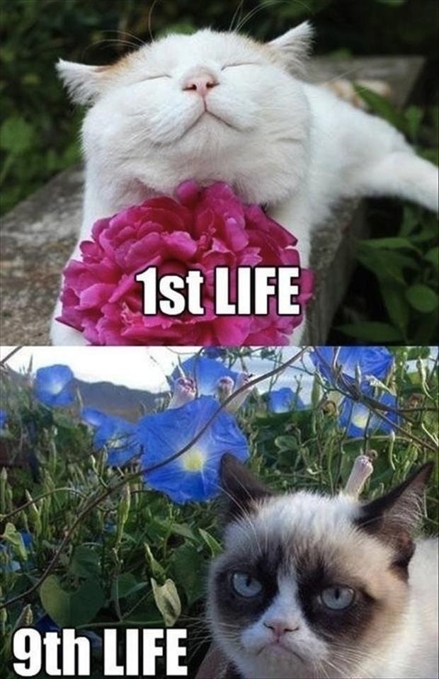 9th-life-grumpy-cat.jpg